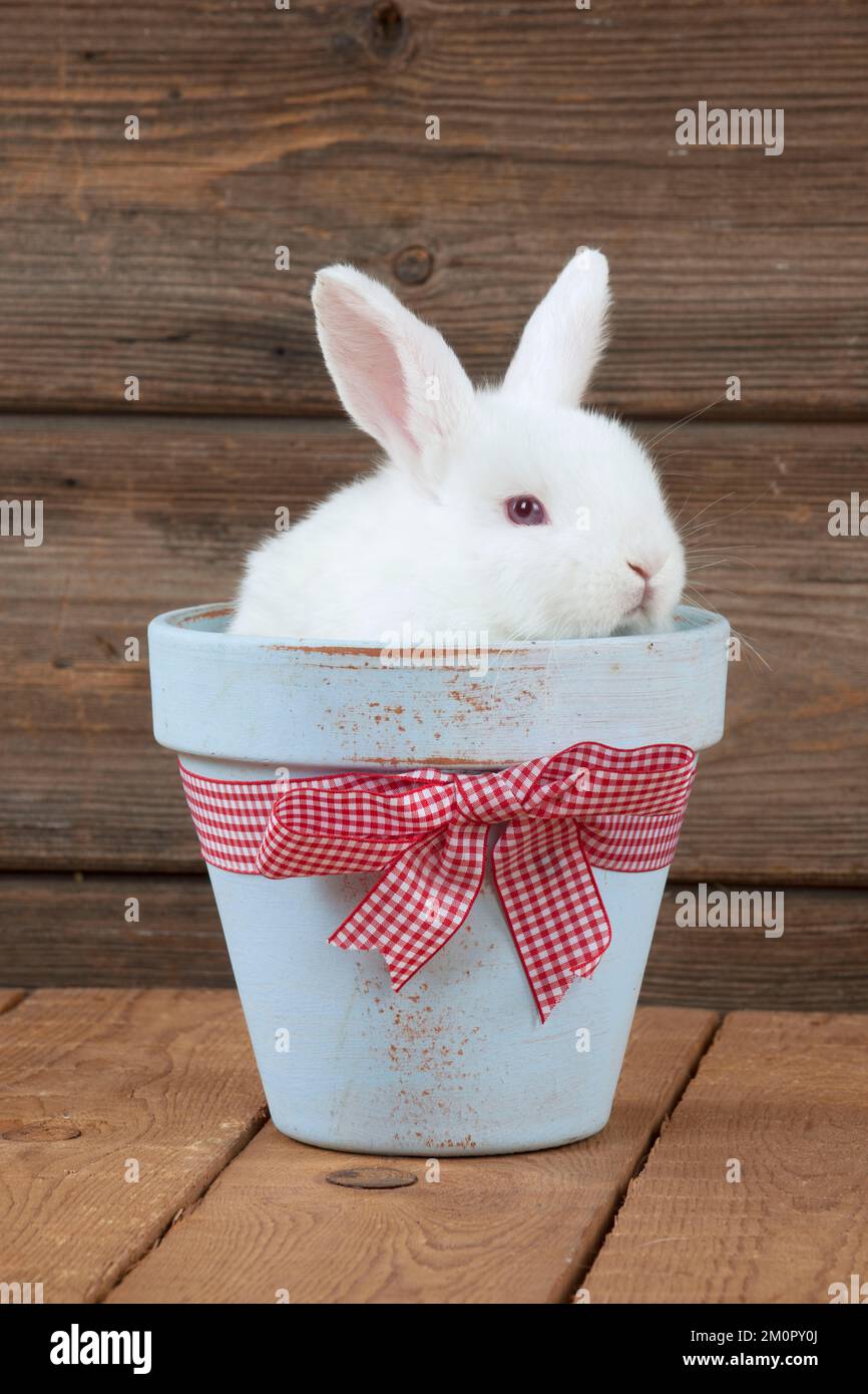CONIGLIO - Mini coniglio satinato avorio - seduto in vaso di fiori Foto Stock