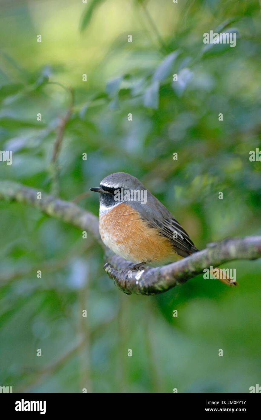 Redstart - arroccato sul ramo Foto Stock