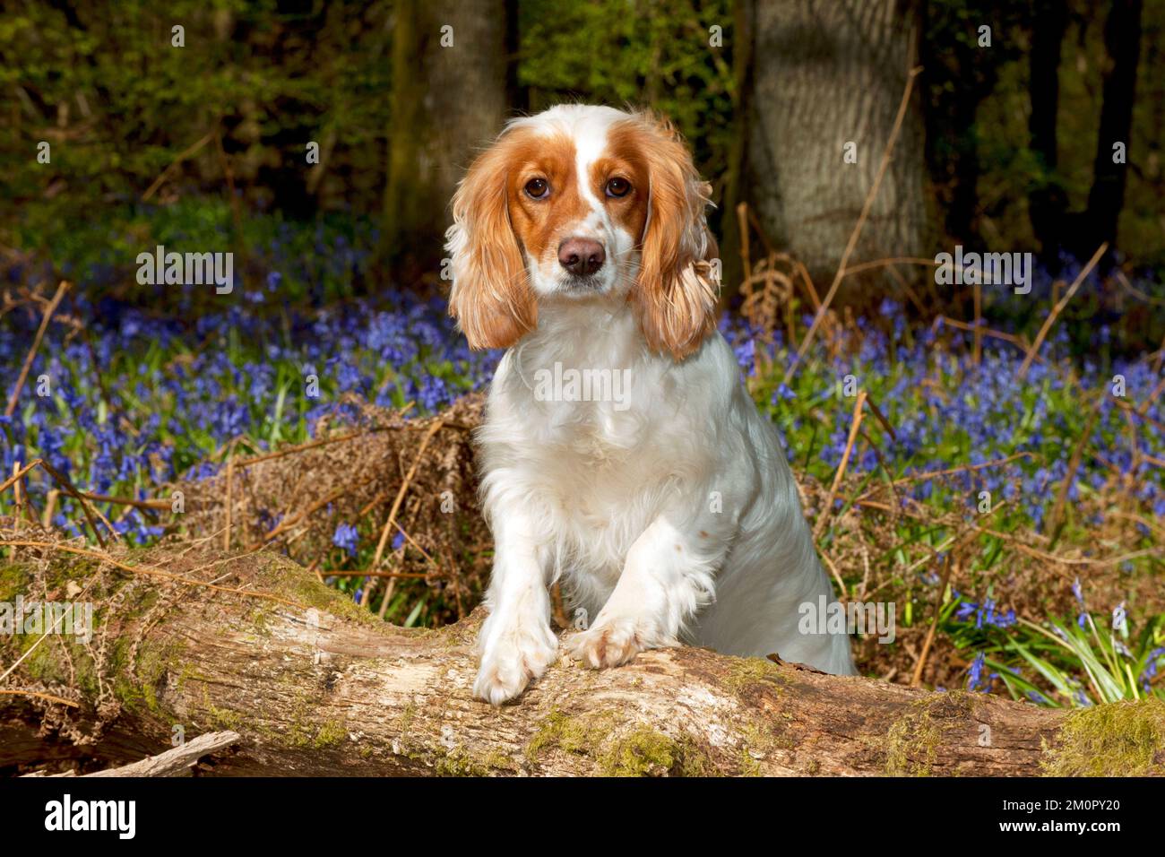 CANE - lavoro Cocker Spaniel in bluebells Foto Stock