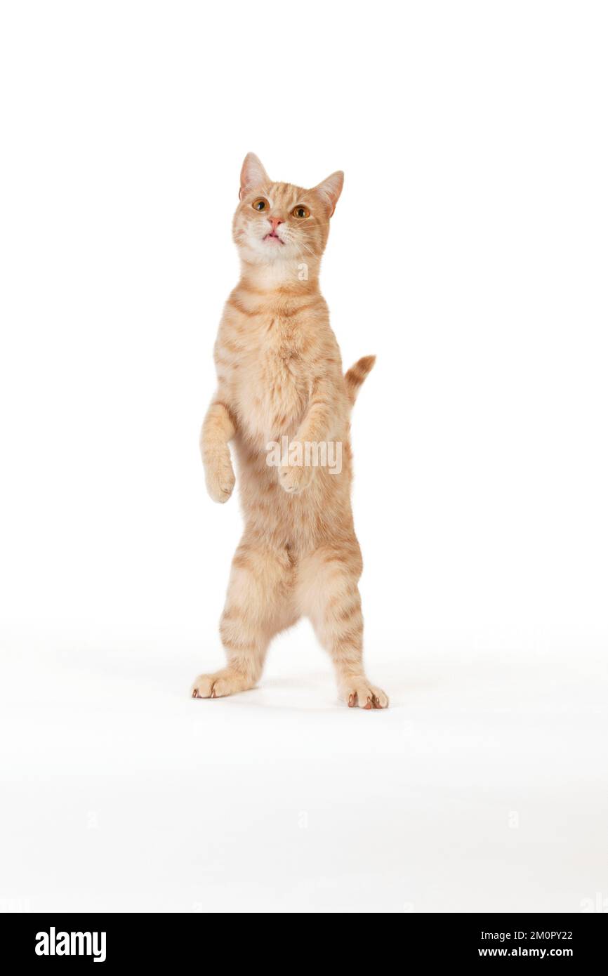 GATTO - Ginger gatto in piedi sulle sue zampe posteriori Foto Stock