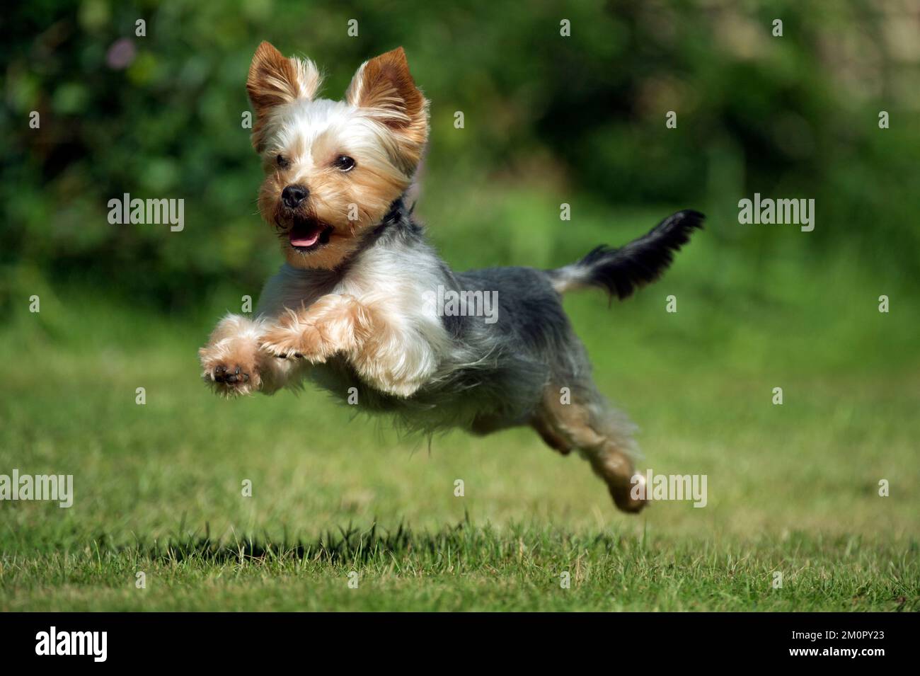 CANE - Yorkshire Terrier / YORKIE / S / CAPELLI SPEZZATI Foto Stock