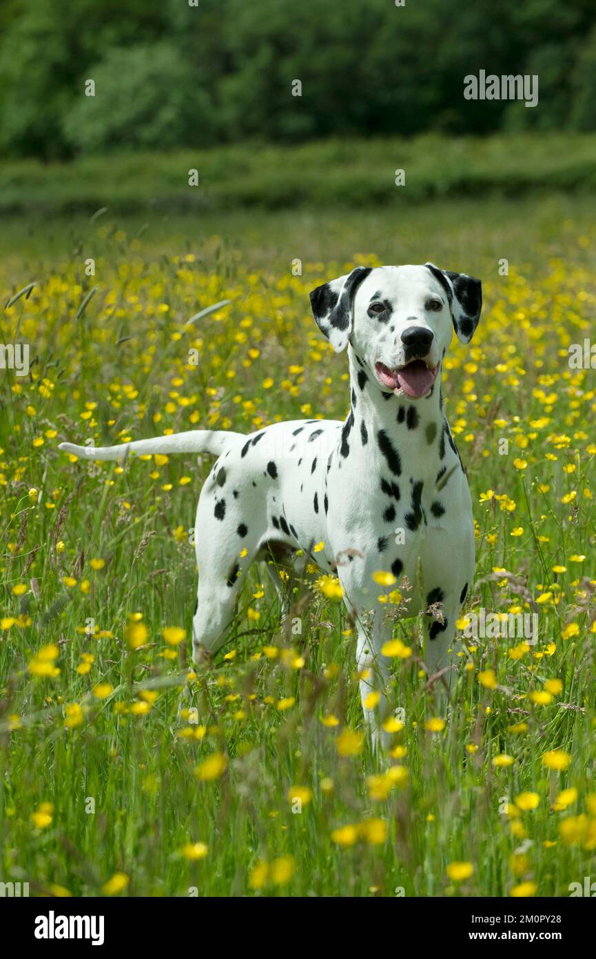 CANE - Dalmatian in piedi in campo buttercup Foto Stock