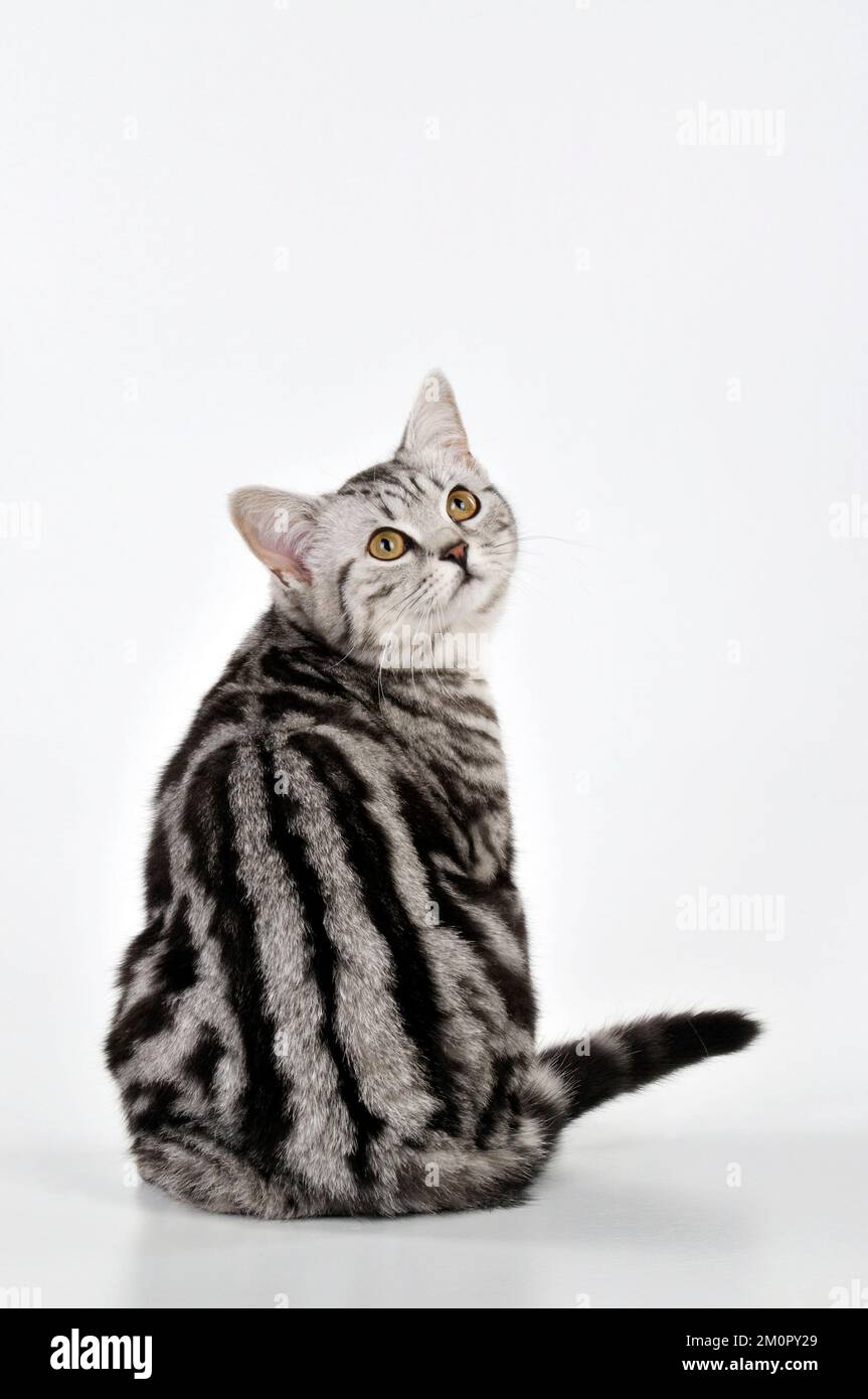 CAT - Tabby Argento che guarda sopra la sua spalla Foto Stock