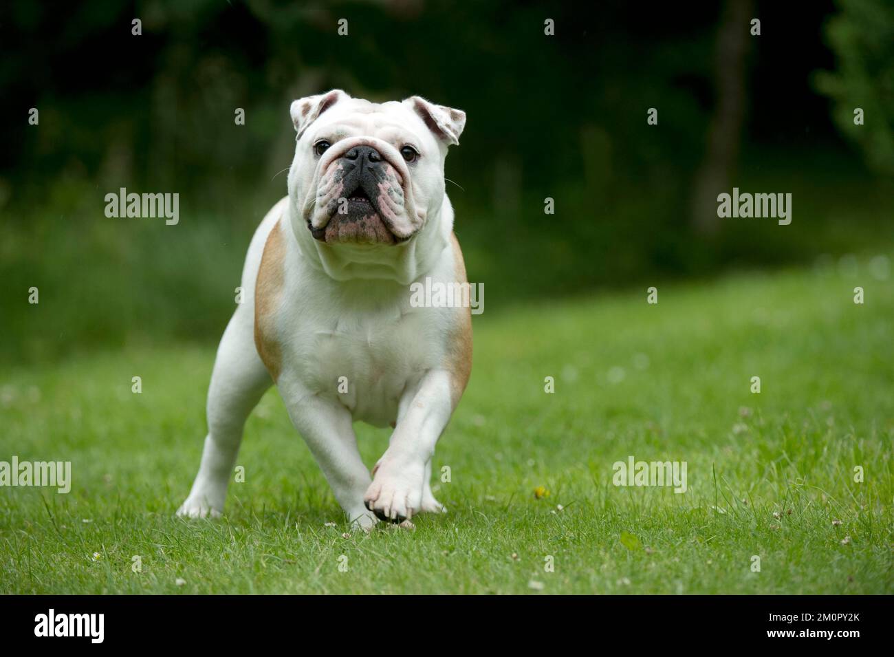 CANE - Bulldog in piedi in giardino Foto Stock