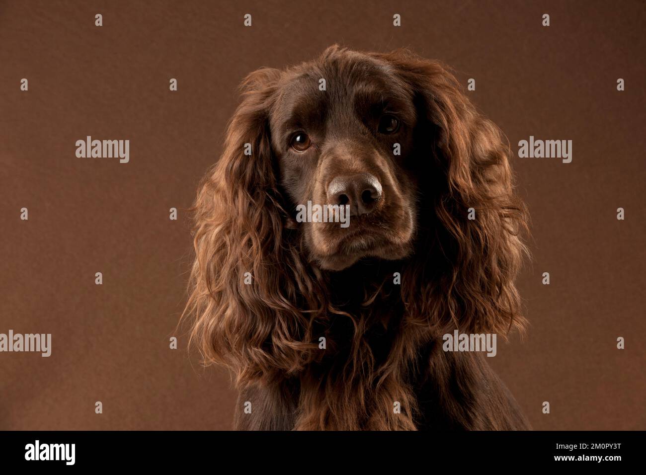 CANE - Springer spaniel (colpo di testa) Foto Stock