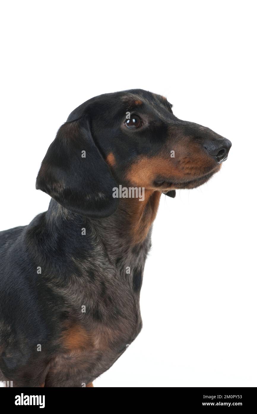 CANE - Dachshund a pelo corto (colpo alla testa) Foto Stock