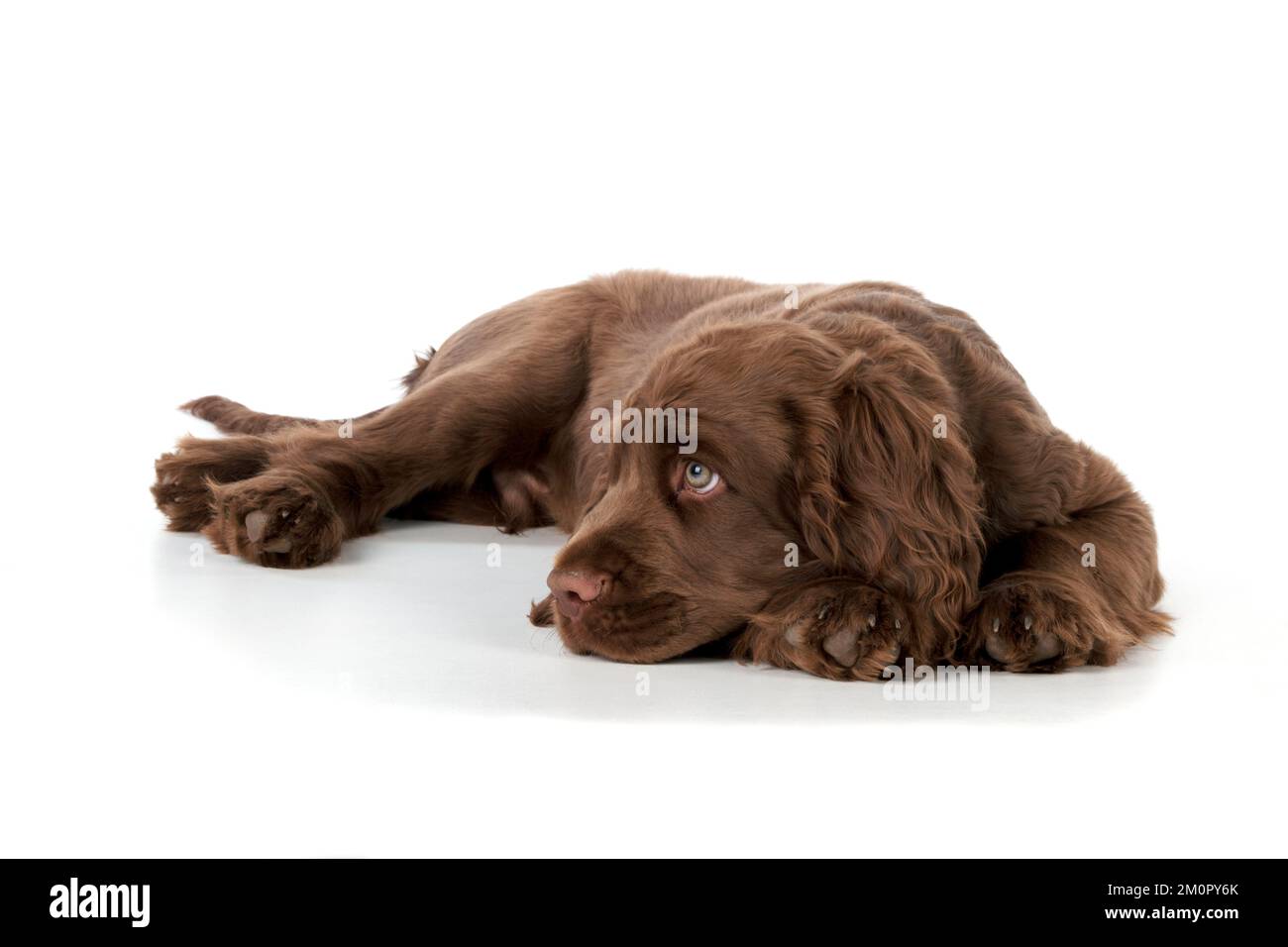 Cane - 14 settimane vecchio Sussex Spaniel cucciolo Foto Stock