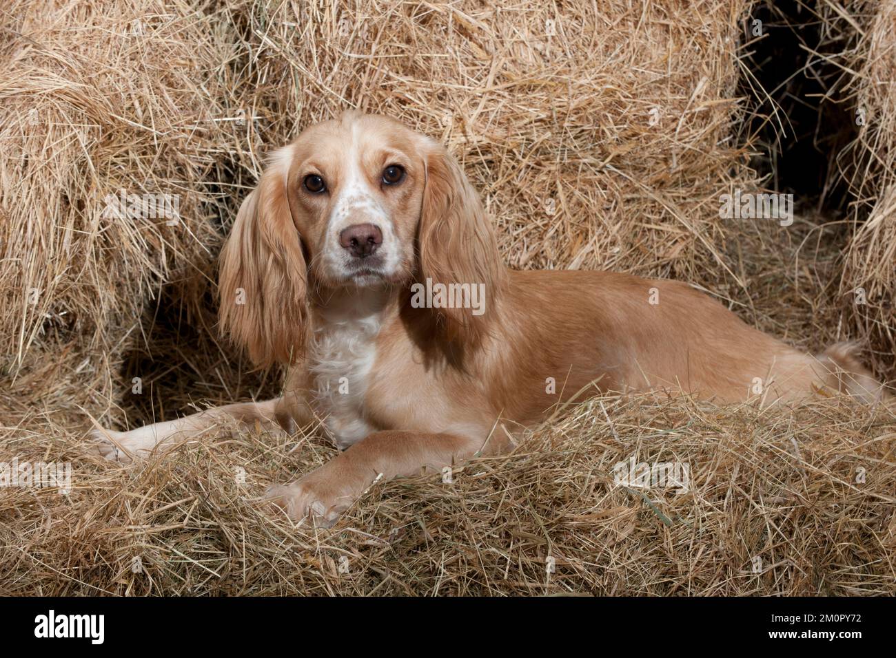 CANE (lavoro) Golden Cocker Spaniel in fieno Foto Stock