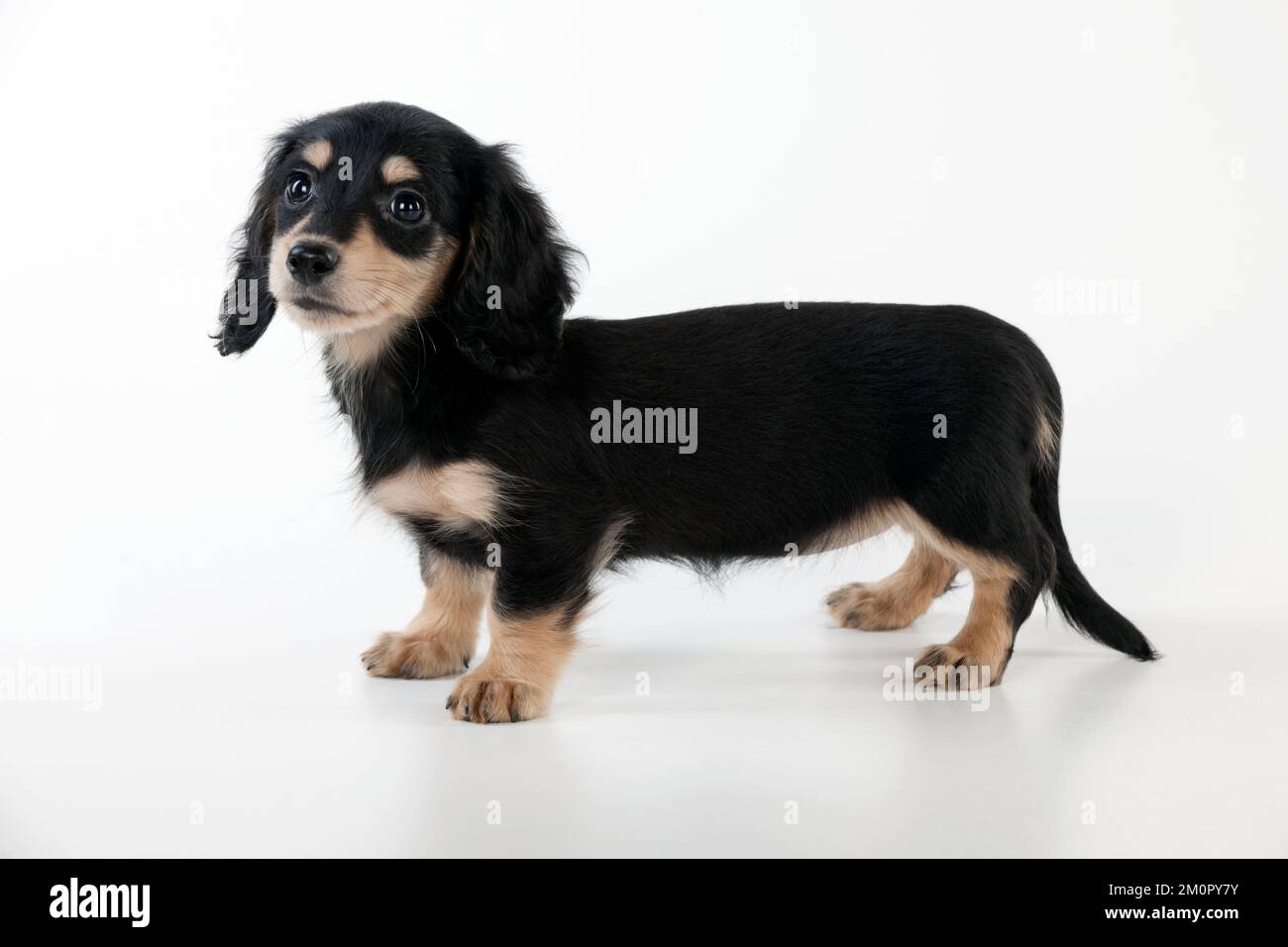 Dog Dachshund (capelli lunghi in miniatura) cucciolo di 10 settimane Foto Stock