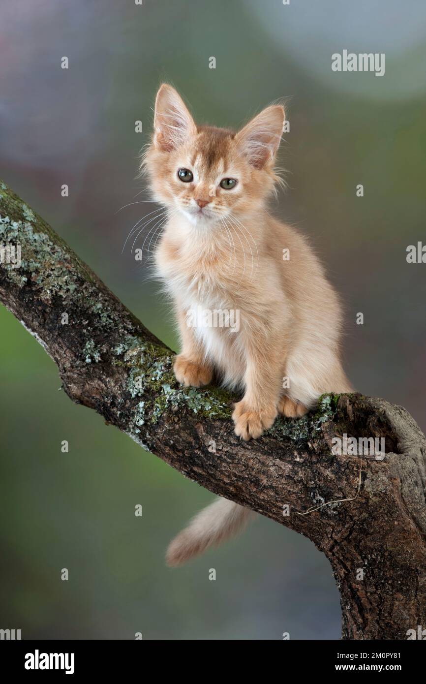 Gatto somalo gattini di 7 settimane Foto Stock