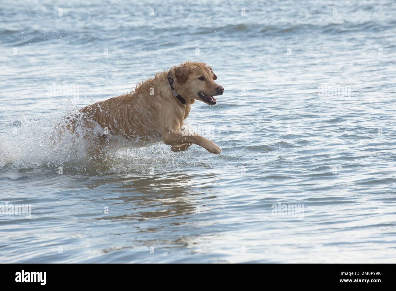 Cane Golden Retriever in esecuzione nel mare Foto Stock