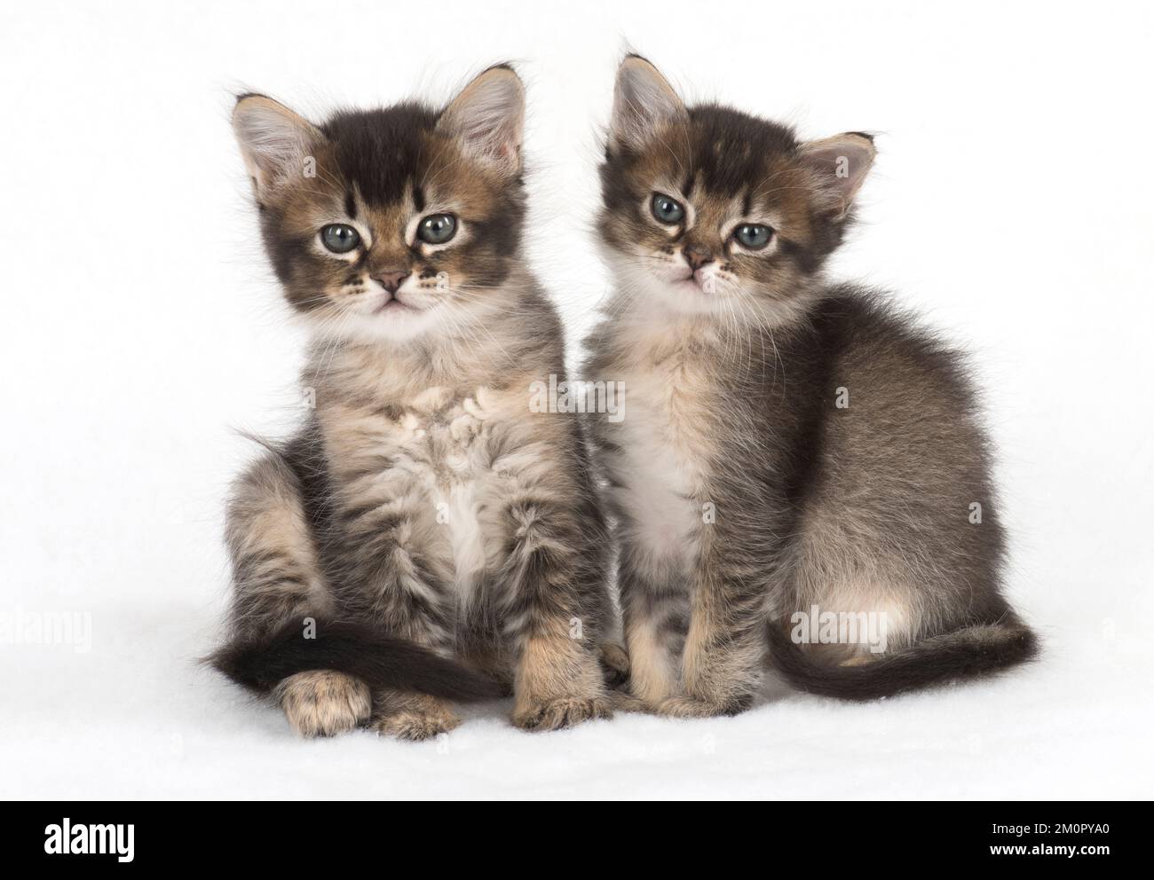 Gatto 2 gattini Tabby circa 7 settimane Foto Stock
