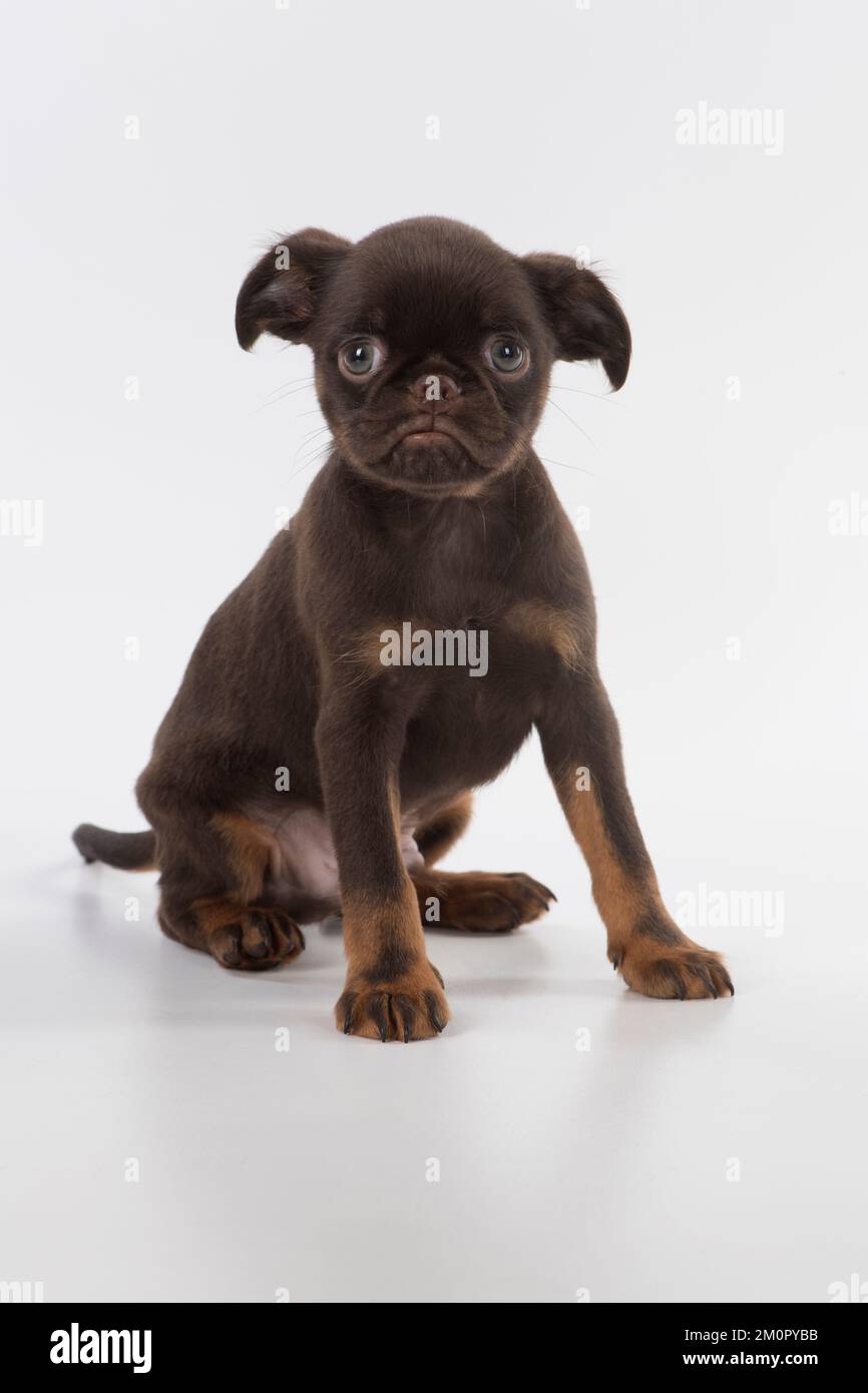 Cane Griffon Bruxellois cucciolo di 8 settimane Foto Stock