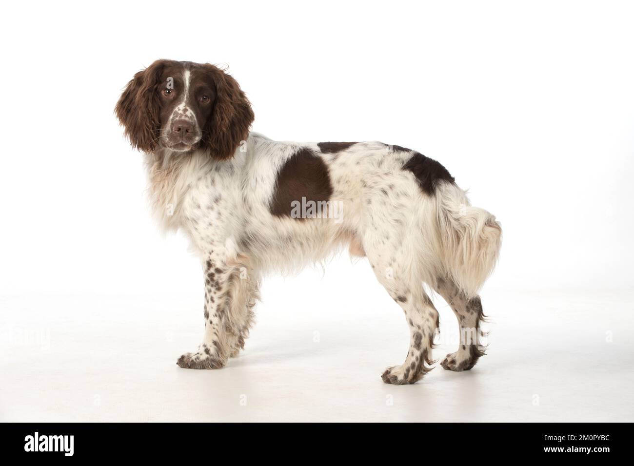 Cane Springer Spaniel Foto Stock