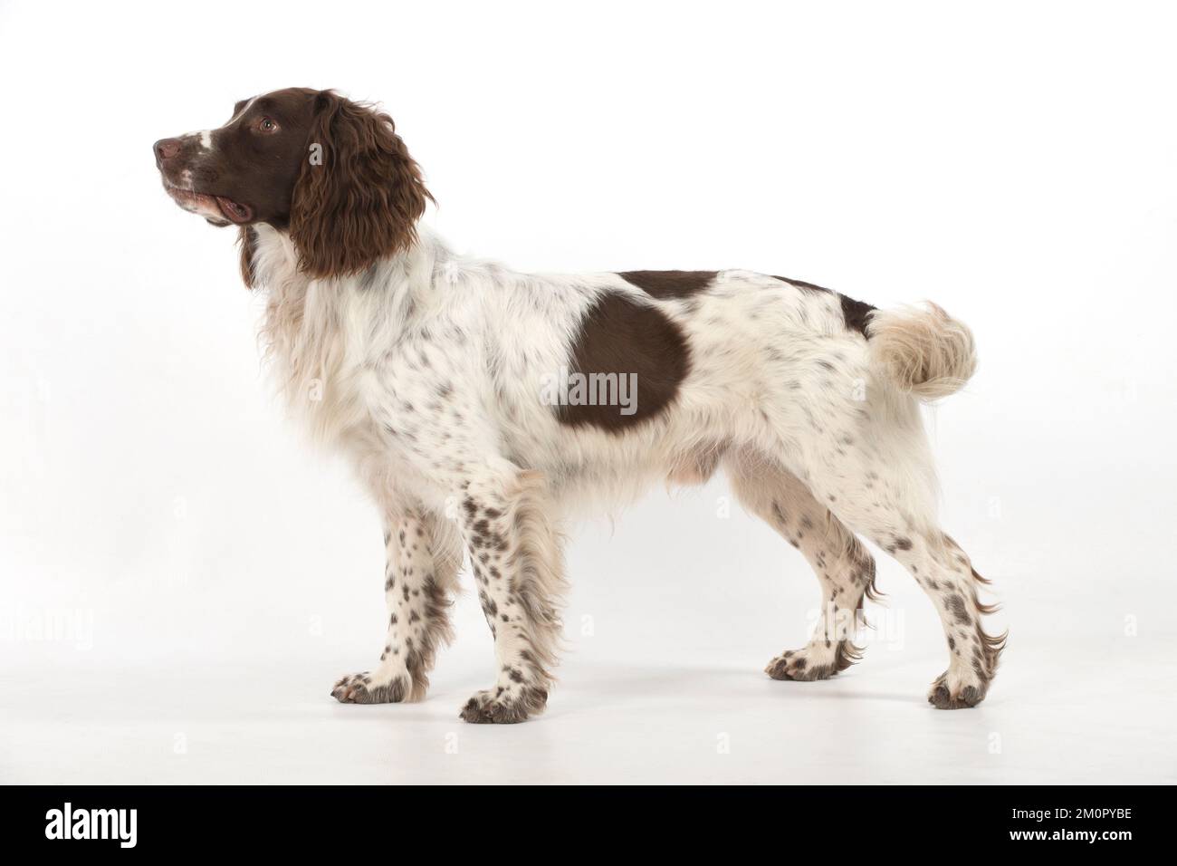 Cane Springer Spaniel Foto Stock