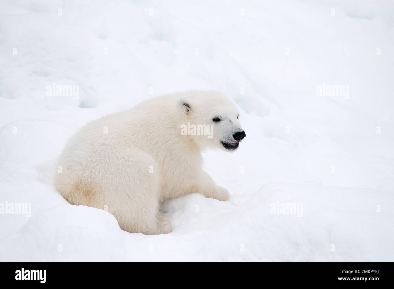 Mammifero. Polar Bear cucciolo, 4 mesi di cucciolo nella neve Foto Stock