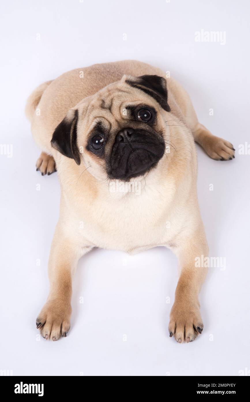 CANE. PUG, sdraiato in basso guardando in alto... Foto Stock