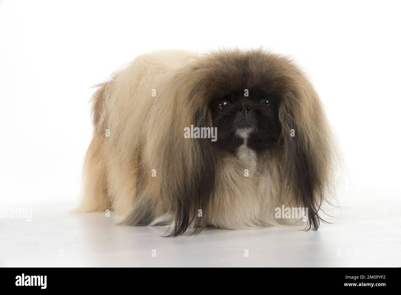 CANE. Pekingese, monolocale Foto Stock