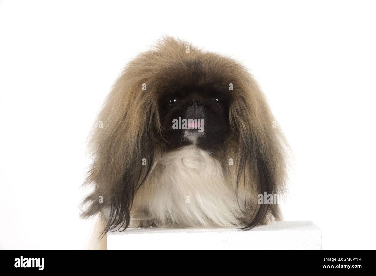 CANE. Pekingese, monolocale Foto Stock