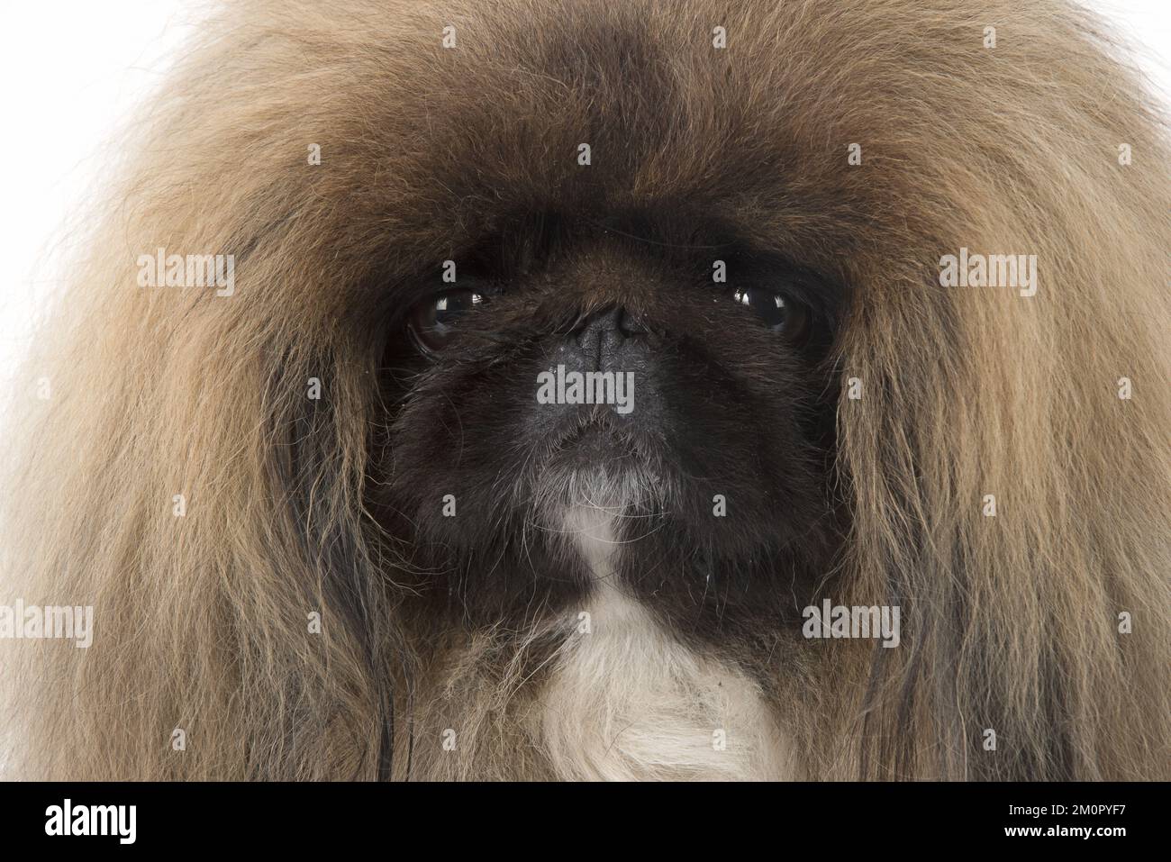 CANE. Pekingese, monolocale Foto Stock