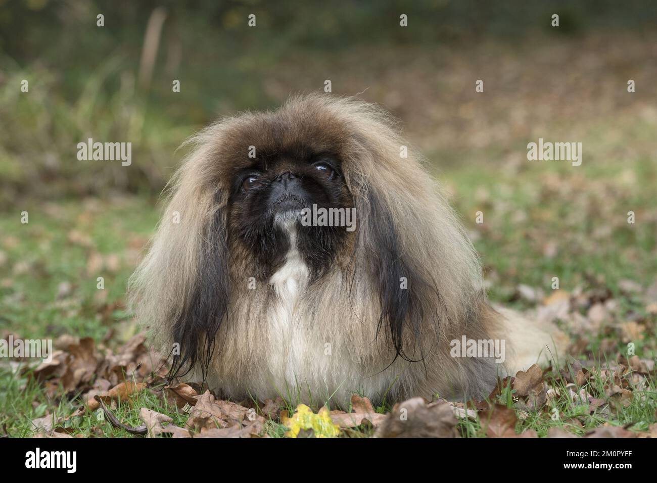 CANE. Pekingese in autunno foglie Foto Stock