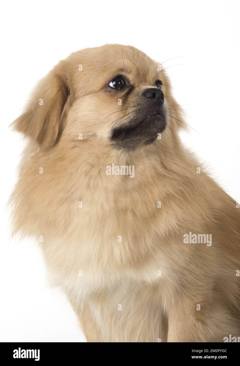 CANE. Tibetan Spaniel, studio Foto Stock
