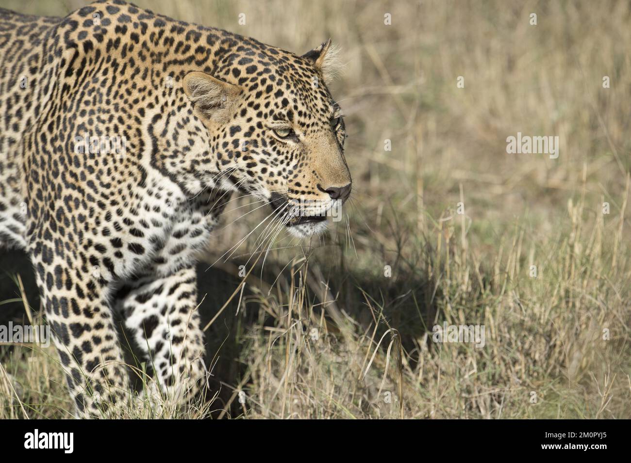 Mammifero. Leopardo, Masai mara. Foto Stock