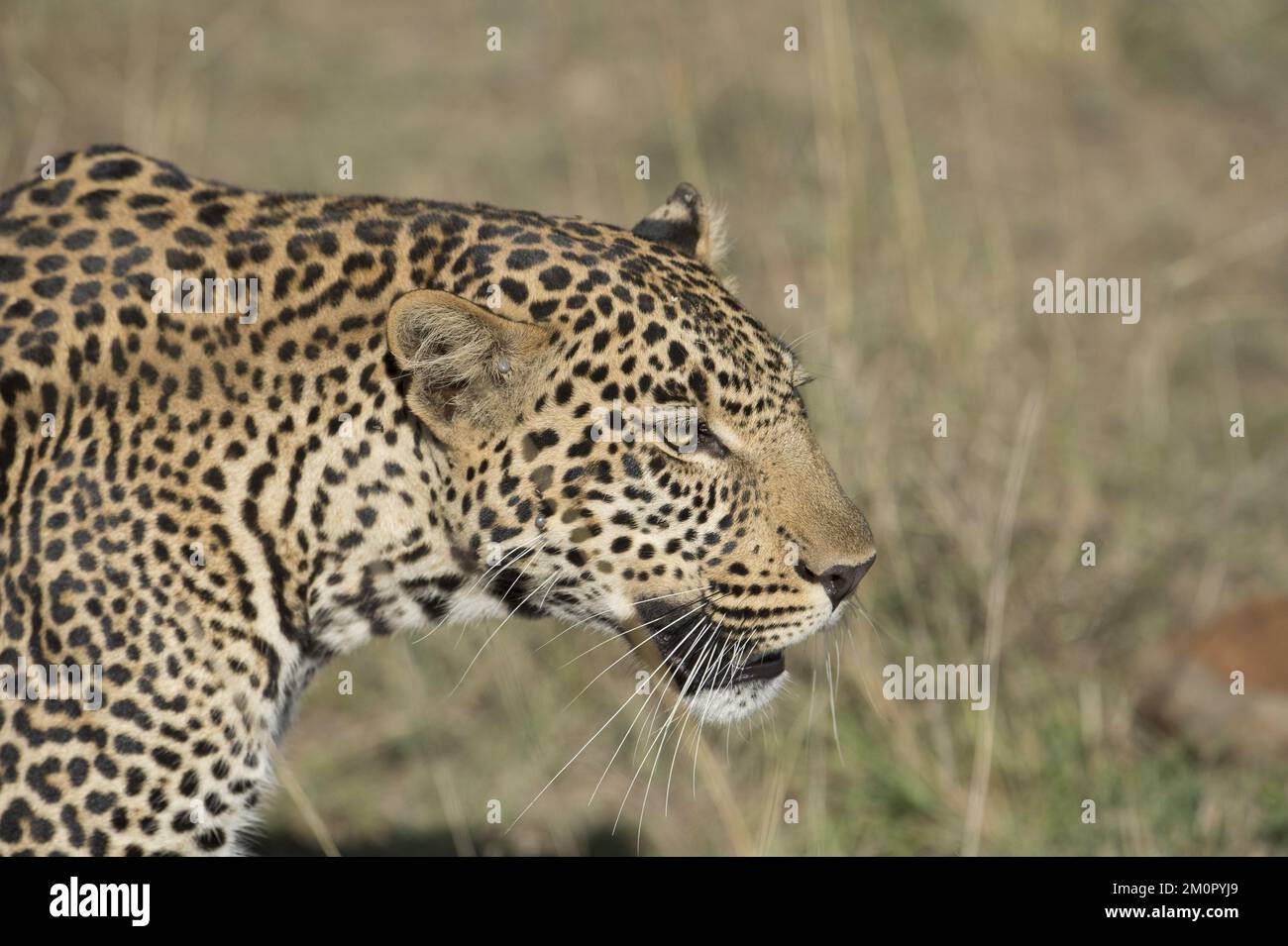 Mammifero. Leopardo, Masai mara. Segni di spunta su &amp faccia; Foto Stock