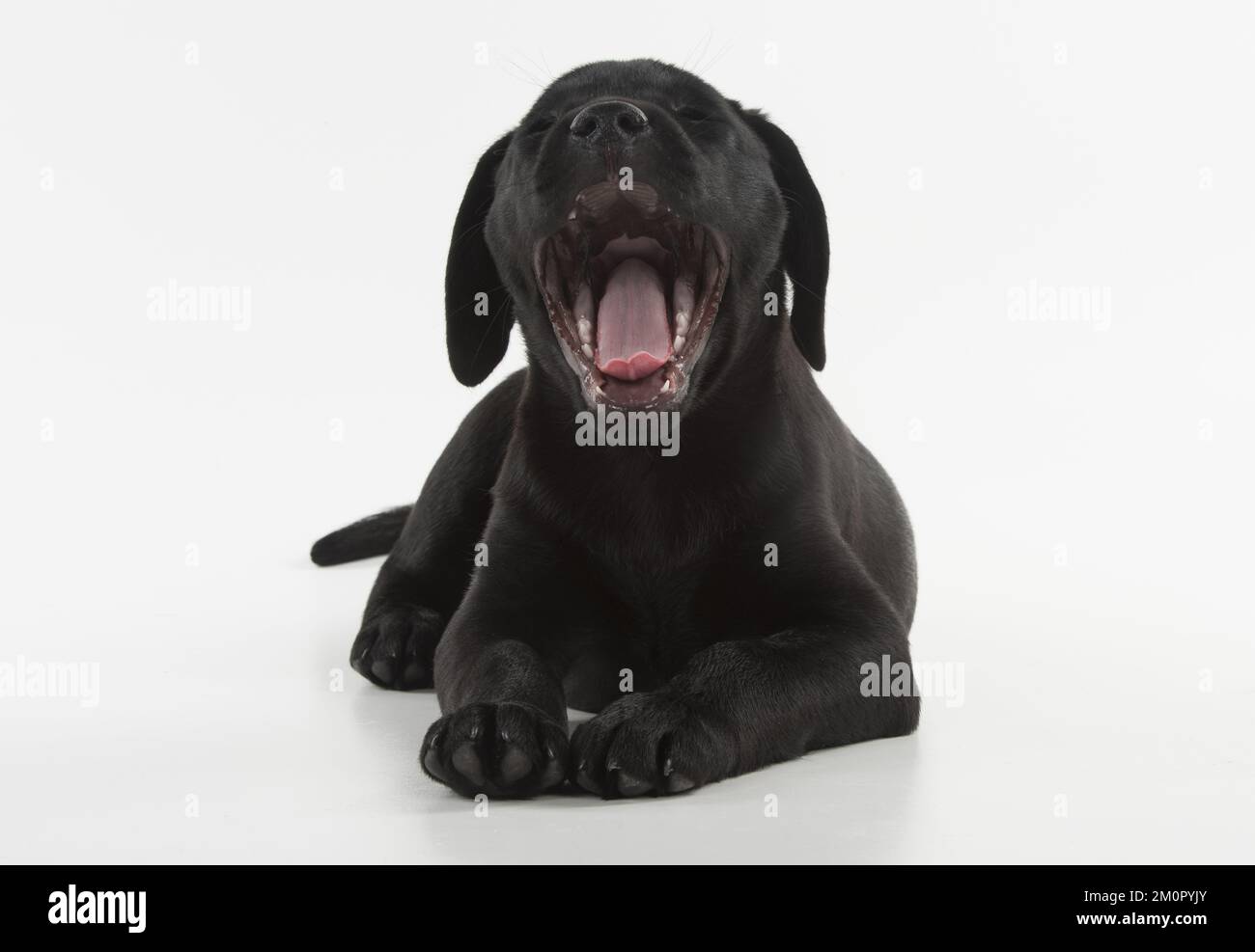 CANE. Nero Labrador cucciolo con bocca aperta, studio Foto Stock