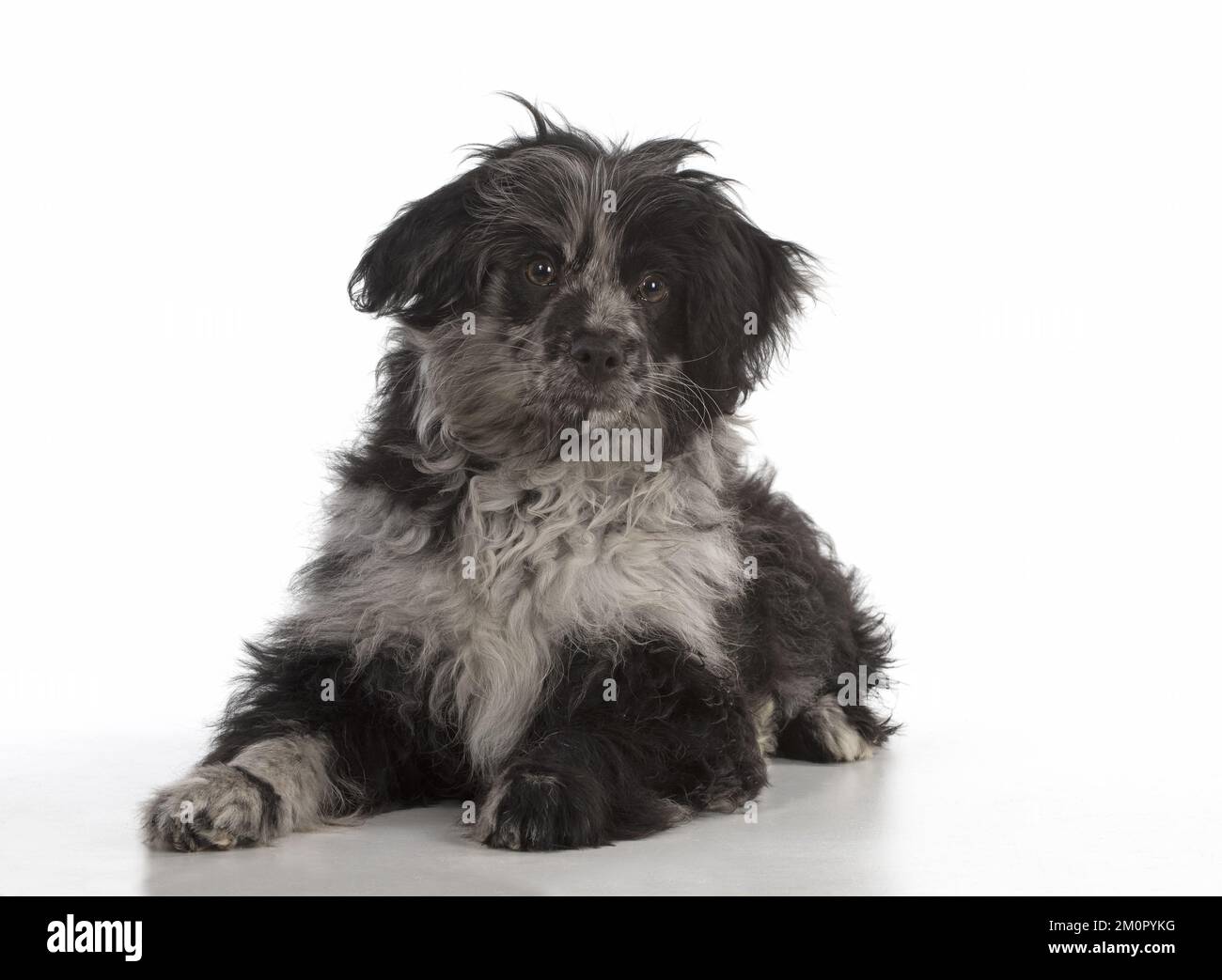 CANE. Cucciolo di cane di pecora dei Pirenei (6 mesi) Foto Stock