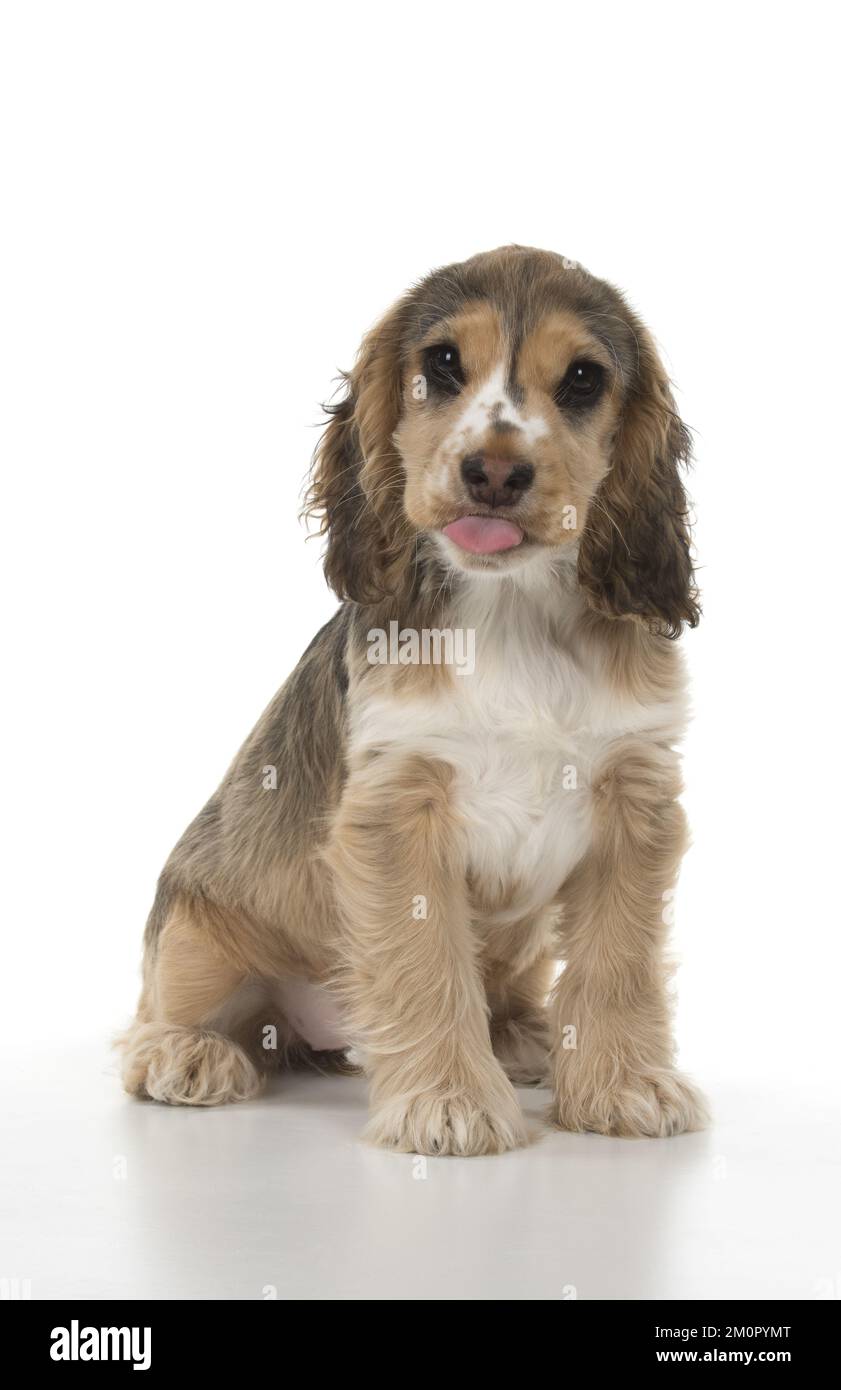 CANE. Cocker Spaniel cucciolo (14 settimane) bocca Foto Stock