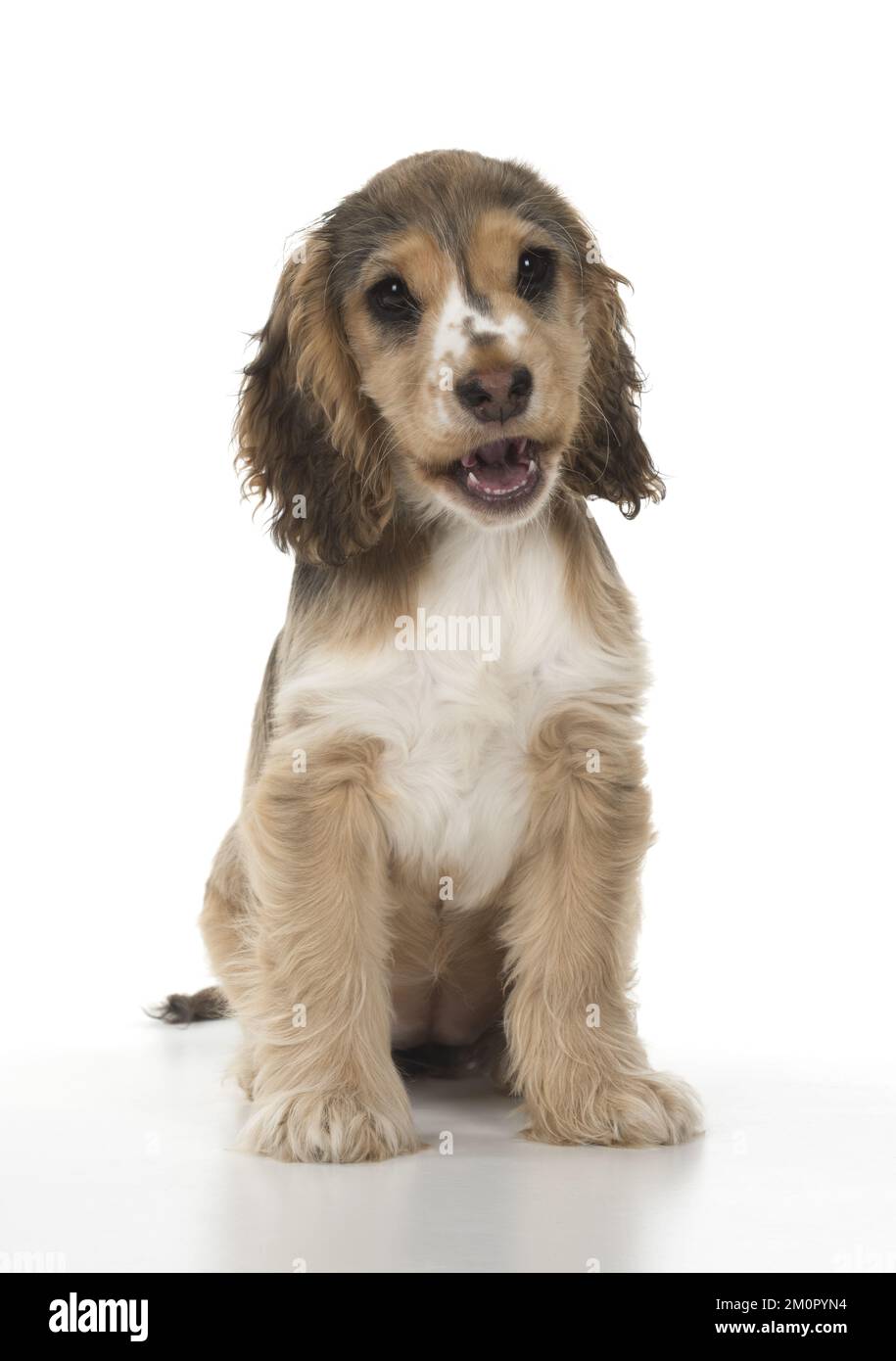 CANE. Cocker Spaniel cucciolo (14 settimane) bocca Foto Stock