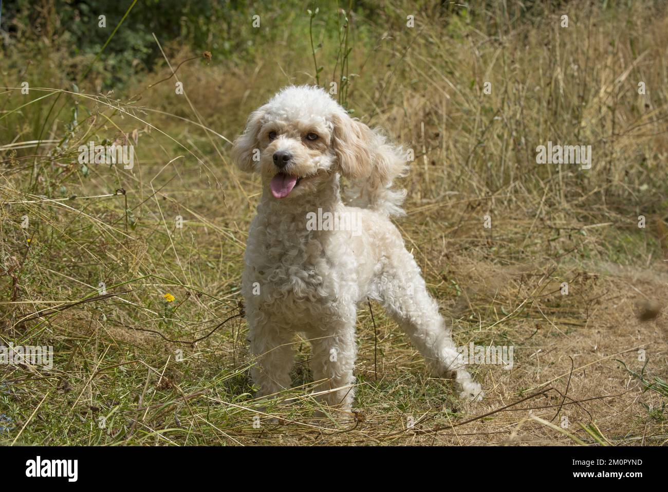 CANE. Cavapoo in un prato soleggiante Foto Stock