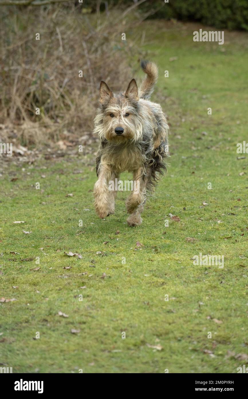 CANE. Picardy Sheepdog, in esecuzione alla fotocamera Foto Stock