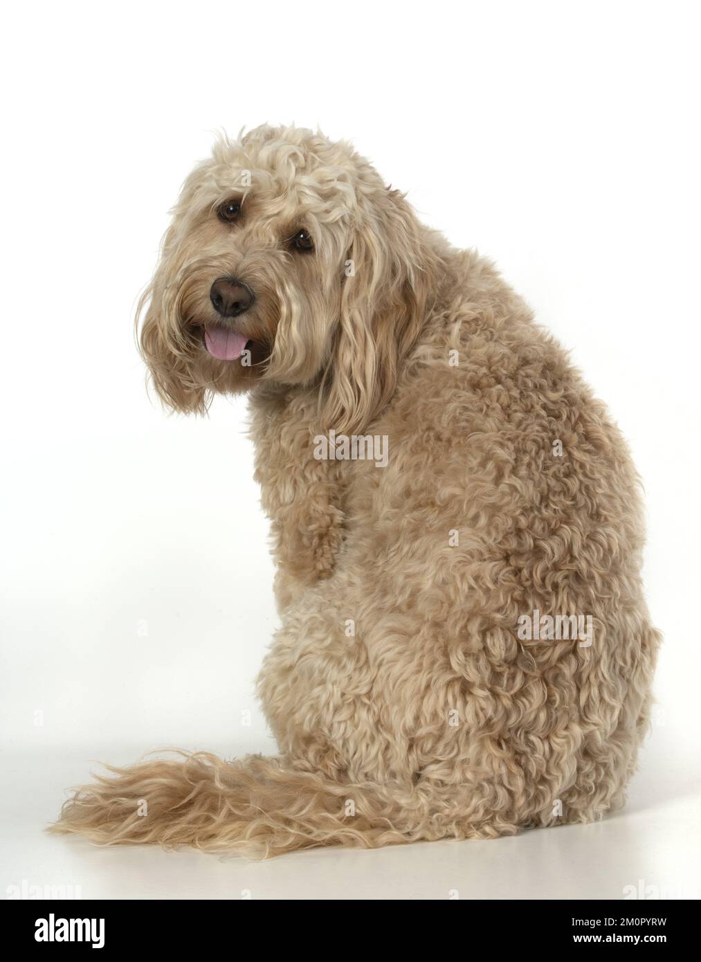 CANE. Cockerpoo, salotto, studio Foto Stock