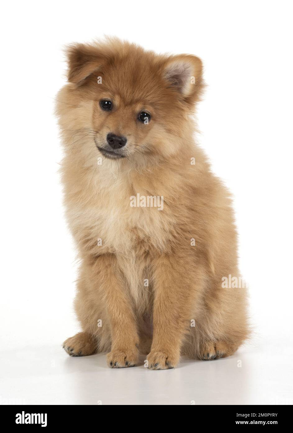 CANE. Pomeranian cucciolo seduta, studio, 12 settimane Foto Stock