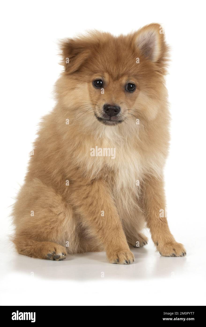 CANE. Pomeranian cucciolo seduta, studio, 12 settimane Foto Stock