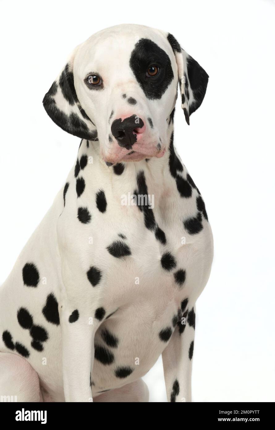 CANE. Dalmazia seduta, studio, sfondo bianco Foto Stock