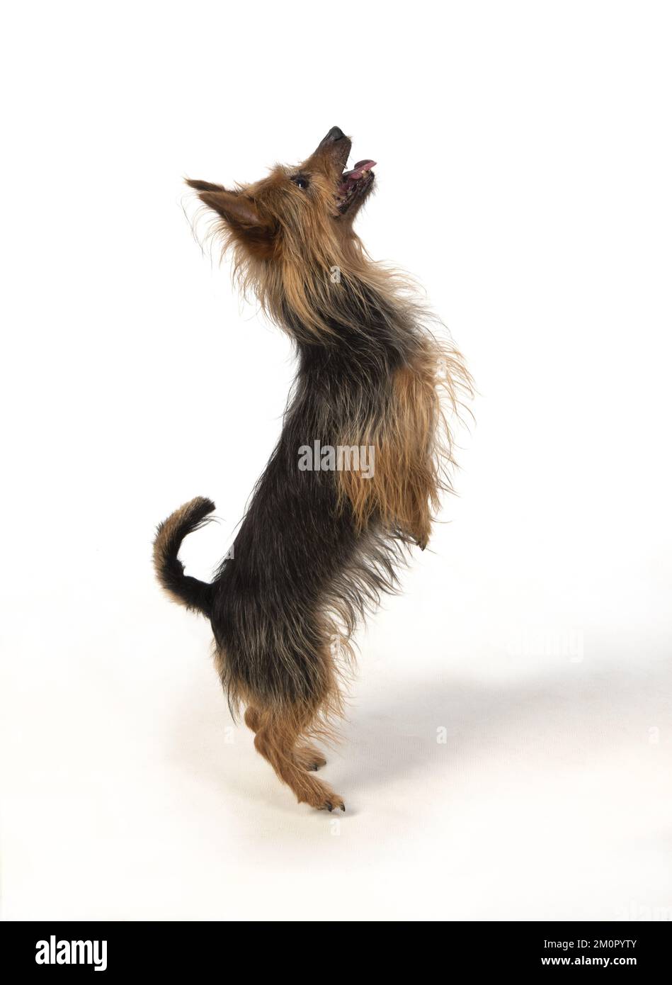 CANE. Australian Terrier su bianco , studio Foto Stock