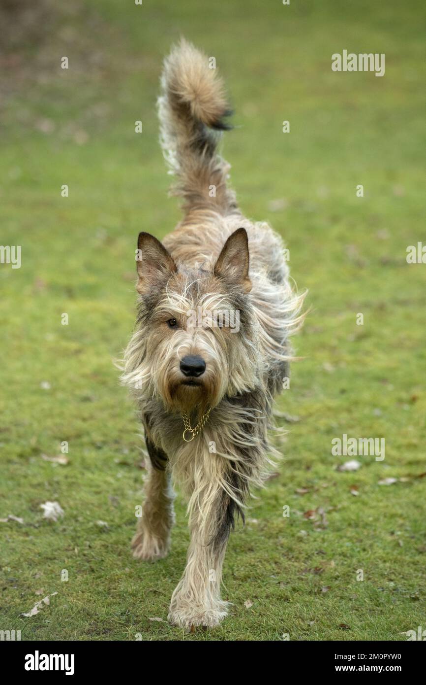 CANE. Picardy Sheepdog, in esecuzione alla fotocamera Foto Stock
