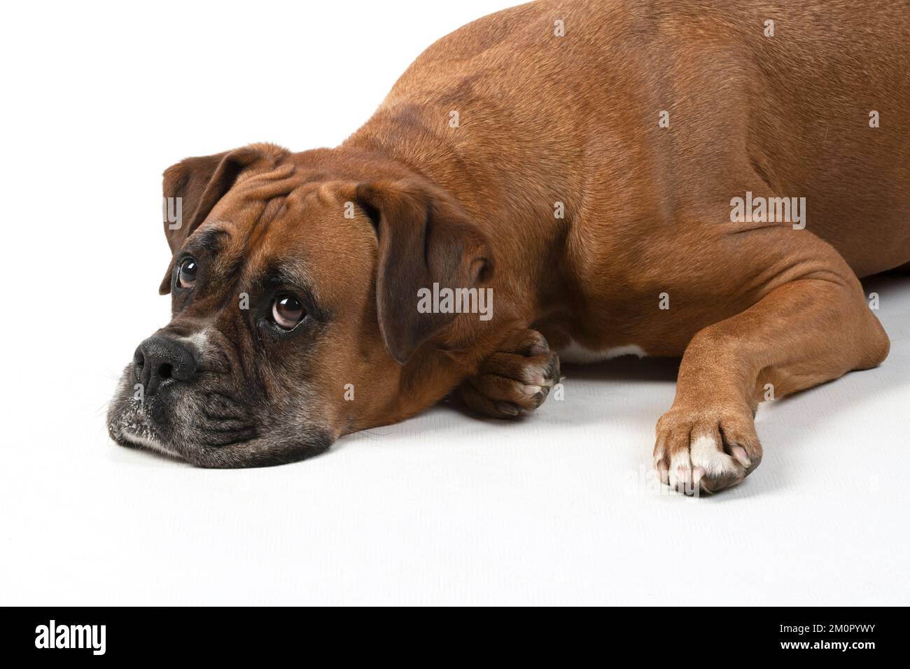 CANE. Cane Boxer, sdraiato, espressioni facciali, Foto Stock