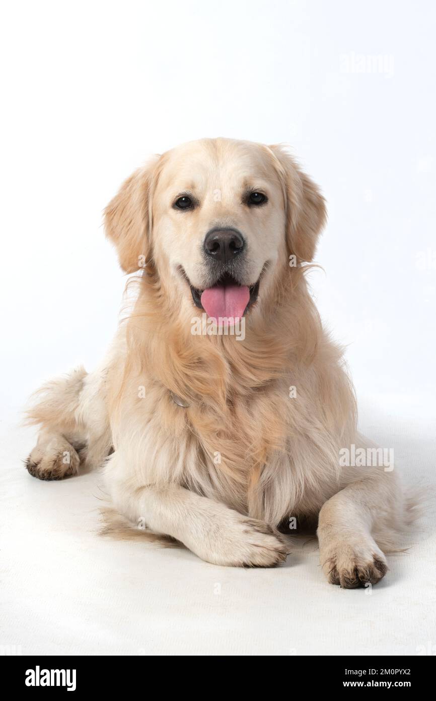 CANE. Golden Retriever,sdraiato , sorriso, studio, Foto Stock