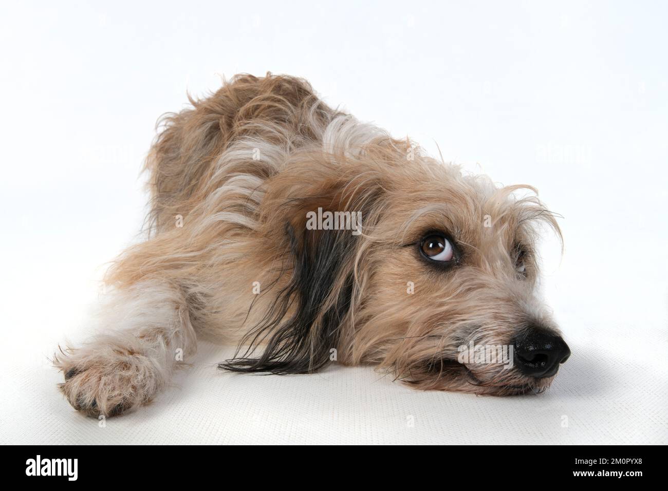 CANE. sdraiati, con gli occhi rivolti verso l'alto. studio, sfondo bianco Foto Stock