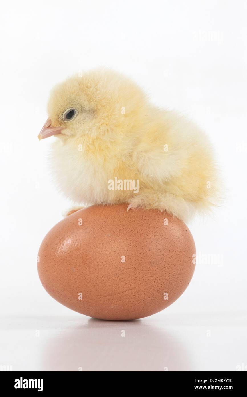 UCCELLO, pulcino di un giorno, pollo, in piedi su un Foto Stock