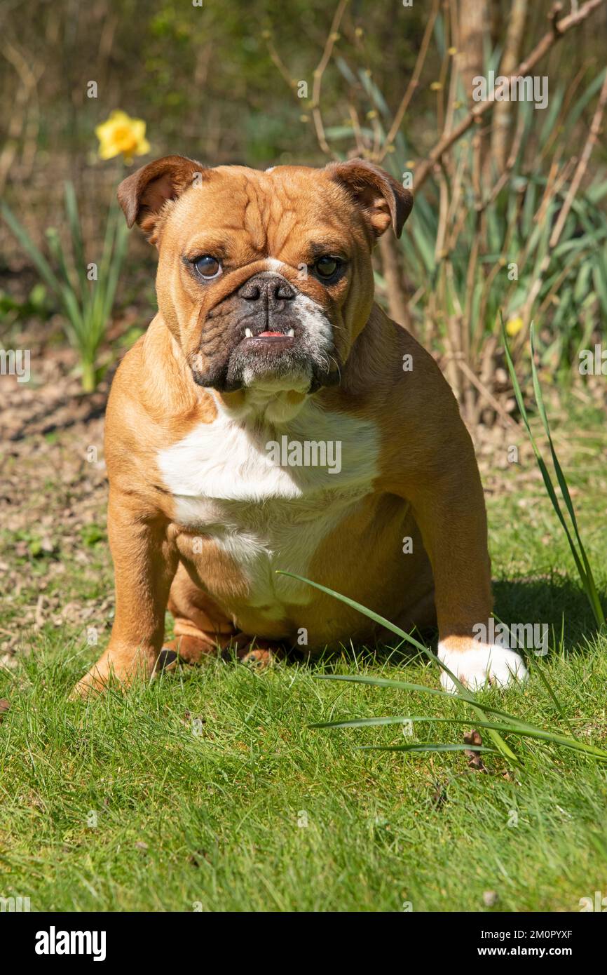 CANE. Bulldog, seduto guardando la telecamera, senza aria Foto Stock