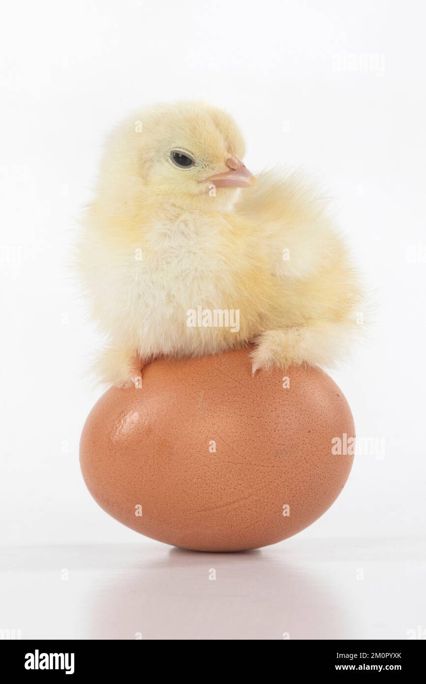 UCCELLO, pulcino di un giorno, pollo, in piedi su un Foto Stock