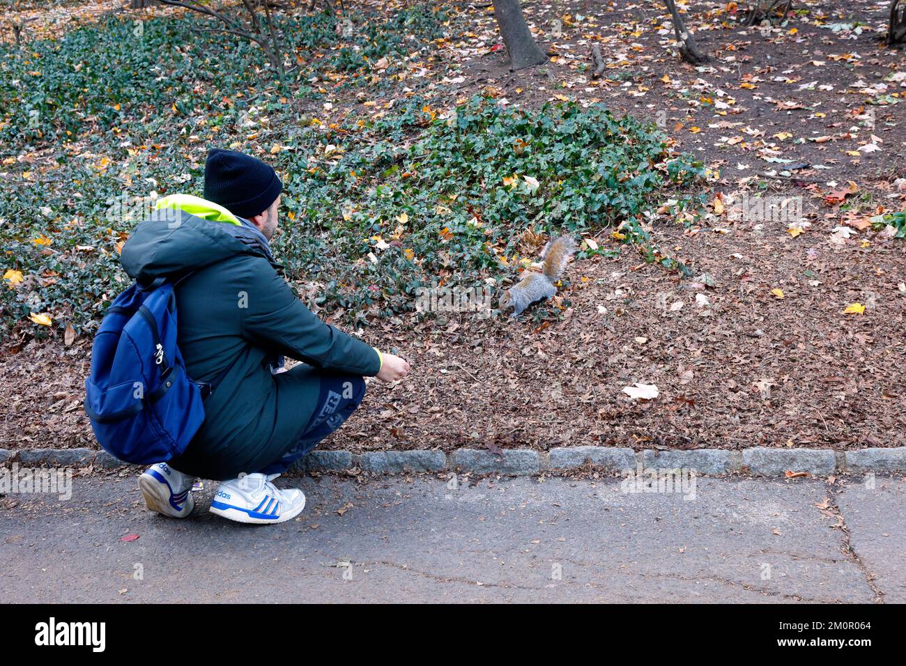 Un turista alimenta uno scoiattolo grigio orientale (Sciurus carolinensis) all'interno di un parco urbano di New York City Foto Stock