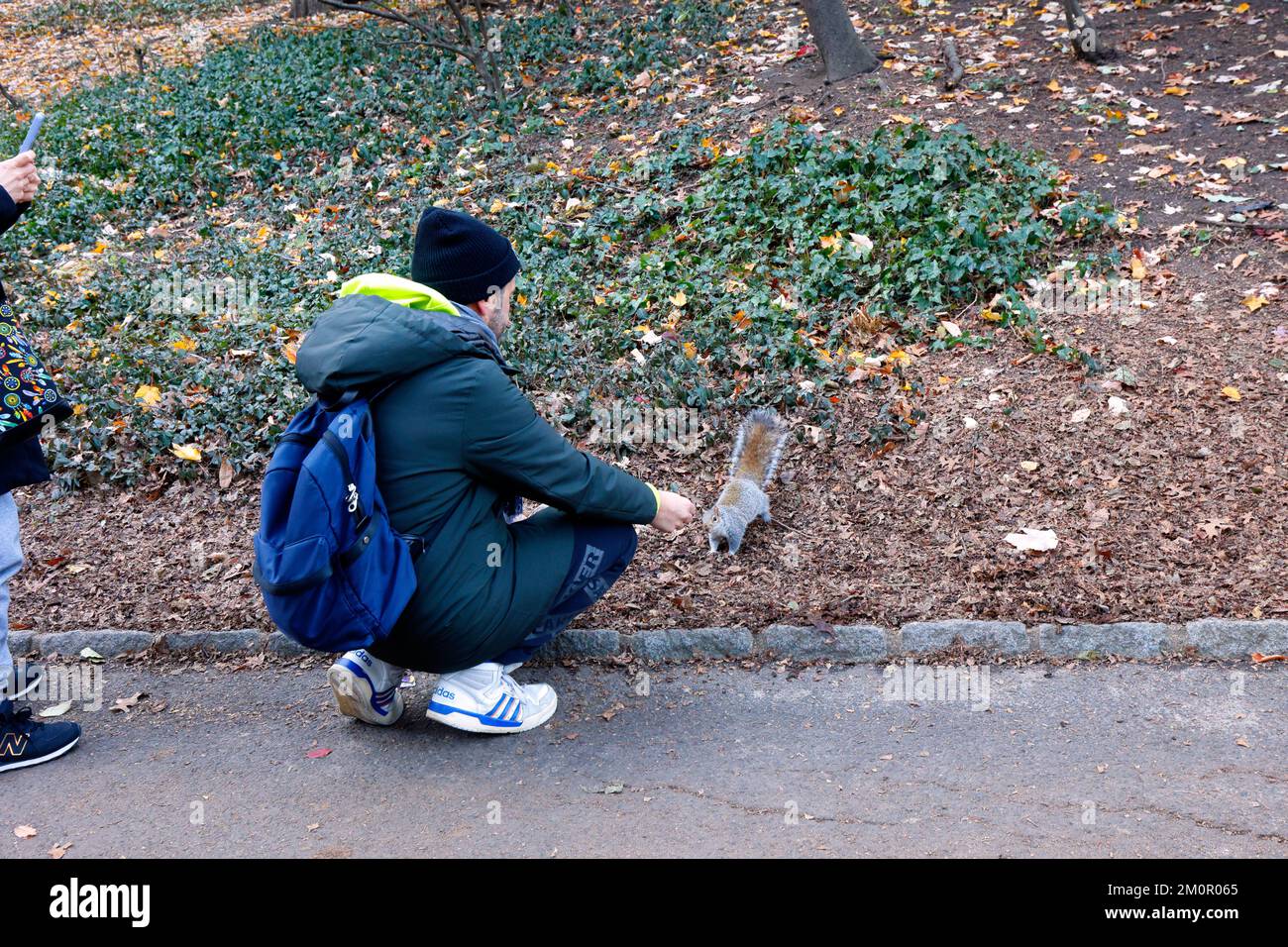 Un turista alimenta uno scoiattolo grigio orientale (Sciurus carolinensis) all'interno di un parco urbano di New York City Foto Stock