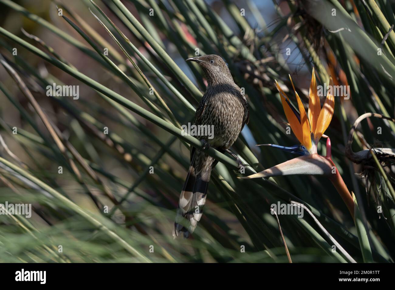 Little Wattlebird nel Royal Botanic Gardens Victoria, Melbourne. Foto Stock