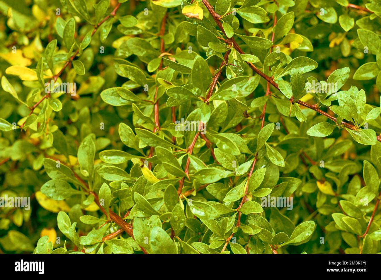 Struttura in legno di bosso verde foglia. Lascia uno sfondo texture. Layout creativo di foglie verdi. Foto Stock